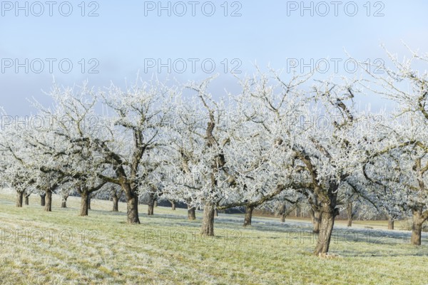 Rows of fruit trees with hoar frost on a cold winter morning in a meadow near Waiblingen,