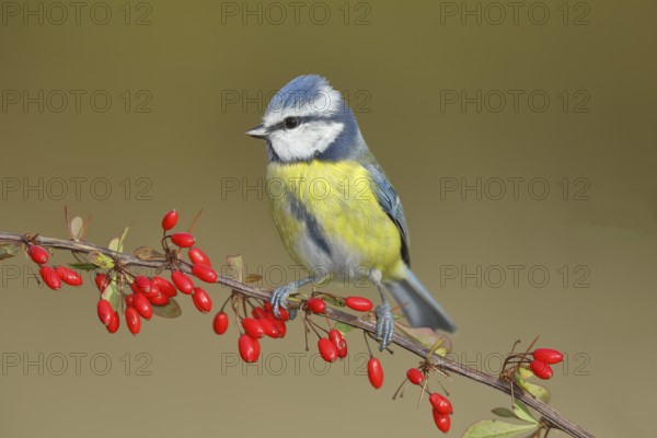 Blue Tit (Parus caeruleus), sitting on a branch of a ambarbaris (Berberis vulgaris) with berries,