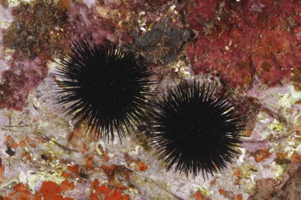 Two specimens of black sea urchin (Arbacia lixula) on coloured rock under water. Dive site Marine