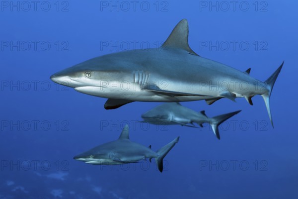Three Grey reef sharks (Carcharhinus amblyrhynchos) swimming in the South Pass of the Fakarava