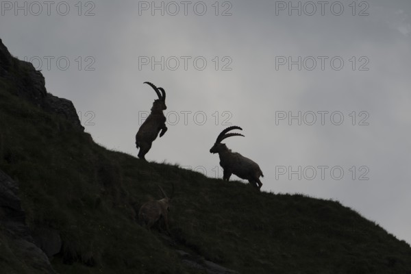 Alpine Ibexes (Capra ibex), bucks, High Tauern National Park, Austria, Europe