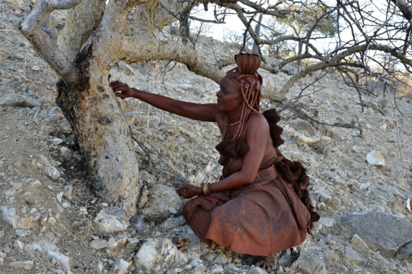 Himba woman harvesting the resin of the Guggal, Guggul or Mukul Myrrh Tree (Commiphora wildii) for