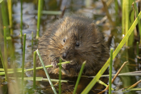 Water vole (Arvicola amphibius) adult animal feeding on a reed plant stem in a pond in the summer,