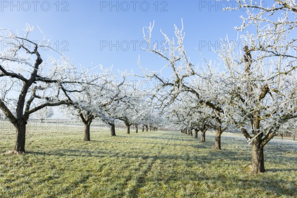 Bare fruit trees with hoarfrost in a long row of trees in a green meadow near Waiblingen,