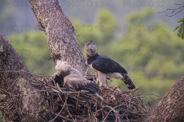 American harpy eagle (Harpia harpyja) female and young bird in nest, Carajas National Park, Brazil,