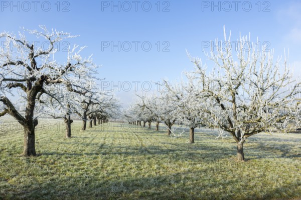 Frosty fruit trees in a meadow under a clear blue sky, near Waiblingen, Baden-Württemberg, Germany,