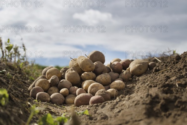 Heap of different types of potatoes in a farm field, low angle view, harvesting and food