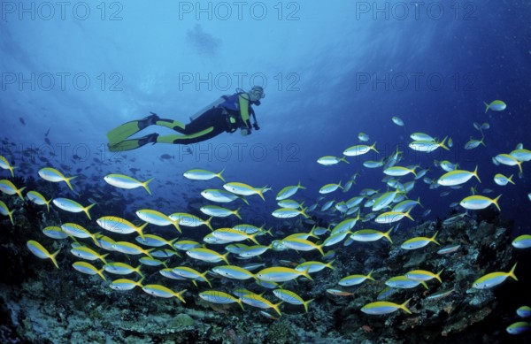 Shoal of yellow-backed fusiliers and divers, Caesio teres, Maldives, Indian Ocean, Meemu Atoll,