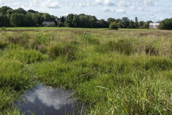 Green grass and water reflection on a summery wet meadow in the Düngelau Feld nature reserve in the