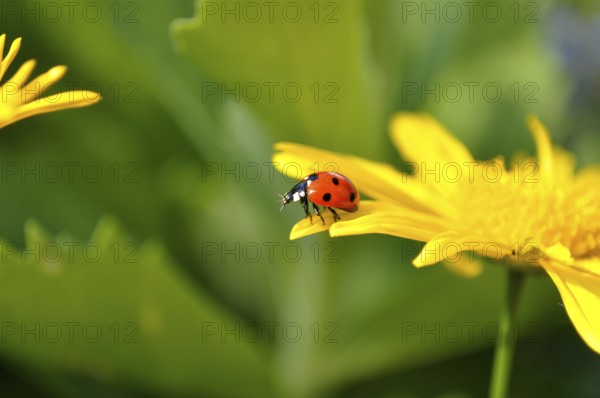 Ladybird on yellow daisy flower, seven-spott ladybird (Coccinella septempunctata) on marguerite
