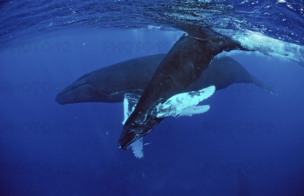 Humpback whale, mother and calf, Megaptera novaeangliae, Silverbanks, Caribbean Sea, Dominican