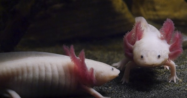 Axolotl (ambystoma mexicanum), Pair