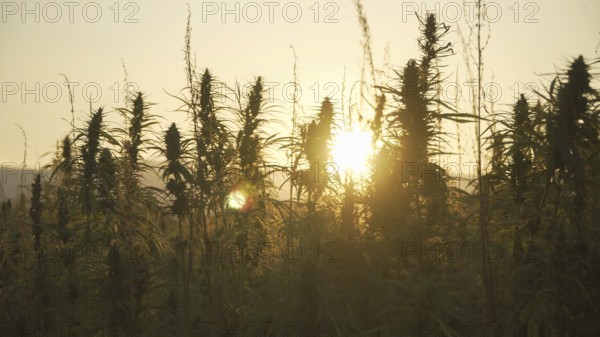Silhouette of marijuana plants at outdoor cannabis farm field in sunset and sun behind plants. Hemp