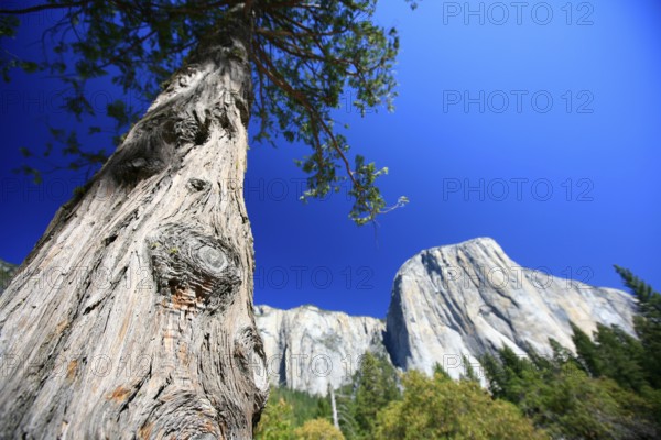 View towards El Capitan Mountain, with one of the major climbing routes, The Nose, on its granite