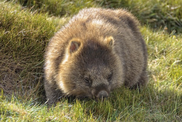 Common wombat at the Waldheim Chalet in the Cradle Mountain-Lake St Clair National Park, Tasmania,