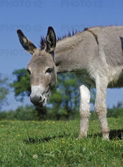 French grey donkey, adult standing on grass