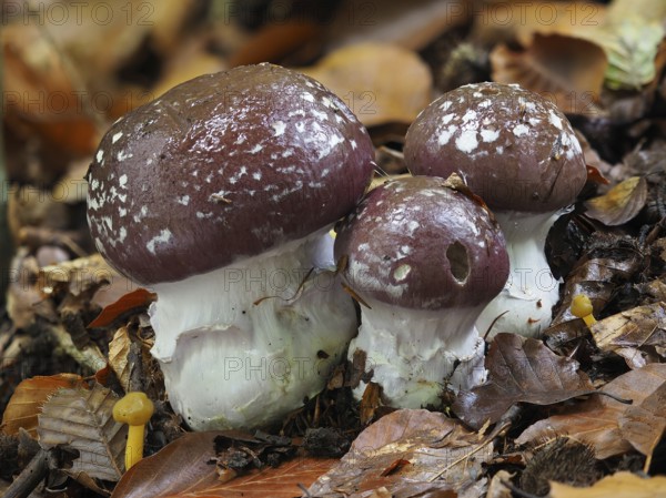 Cortinarius praestans, also known as the goliath webcap, is a basidiomycete mushroom of the genus