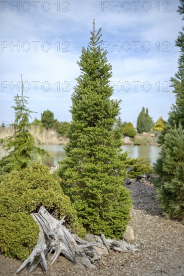 Korean fir (Abies koreana 'Verdener Dom'), Dubrauer Baumschule, Dubrau, Brandenburg, Germany,
