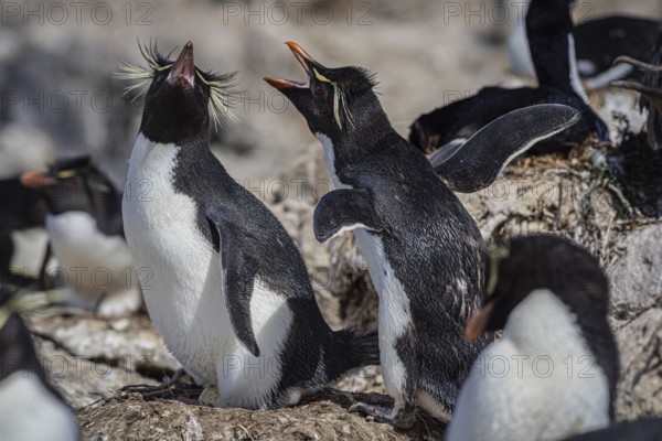 Rockhopper penguin (Eudyptes chrysocome), breeding pair in a colony, Pebble Island, Falkland