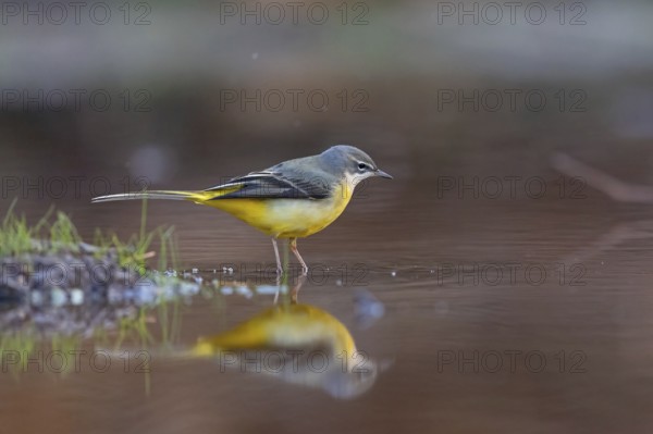 Grey wagtail (Motacilla cinerea), Bergeronnette des ruisseaux, Lavandera Cascadeña, mountain