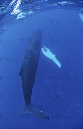 Humpback whale, cow, Megaptera novaeangliae, Silverbanks, Caribbean Sea, Dominican Republic,