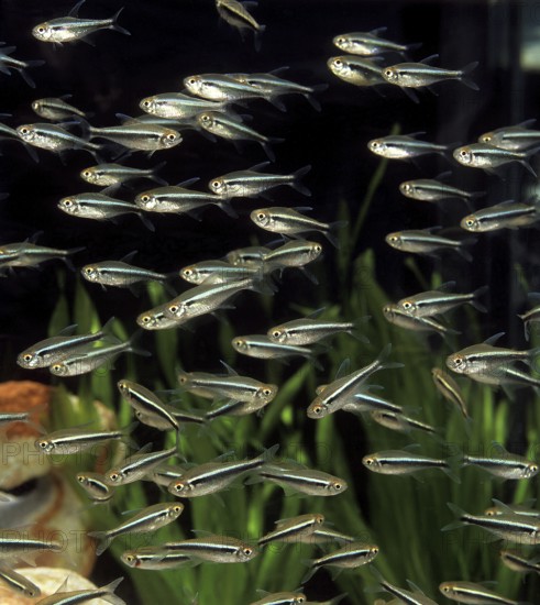 Tetra, Other animals, Fish, Animals, Tetra-like, TETRA FISH aphyocharax sp, SHOAL OF FISHES