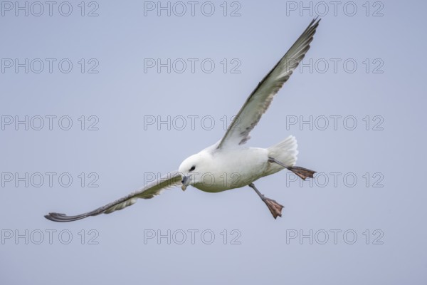 Northern fulmar in flight, Fulmarus glacialis, Westray, Orkney Islands, Scotland, Great Britain