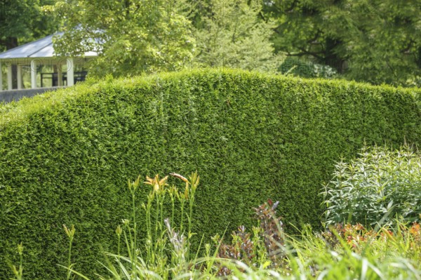 Western arborvitae (Thuja occidentalis 'Brabant'), Arcen Castle Gardens, Arcen, Limburg,