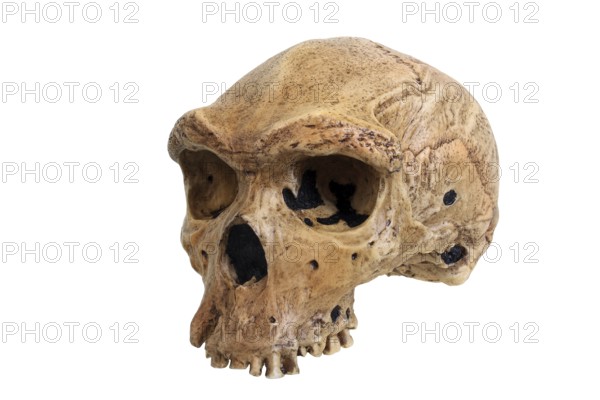 Phylogeny of mankind, evolution of mankind, human family tree, skull replica of Homo