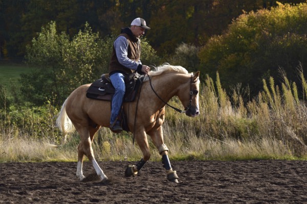 Western riding, training with American Quarter Horse stallion in a riding arena in autumn, canter,