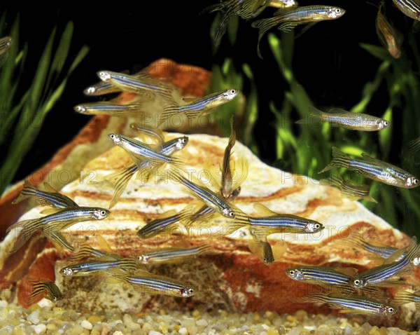 Zebrafish (brachydanio rerio) (Brachydanio rerio), Zebrafish, Animals, Other animals, Fishes,