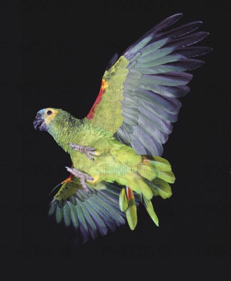Blue-Fronted Amazon Parrot or Turquoise-Fronted Amazon (amazona aestiva), Adult in Flight against