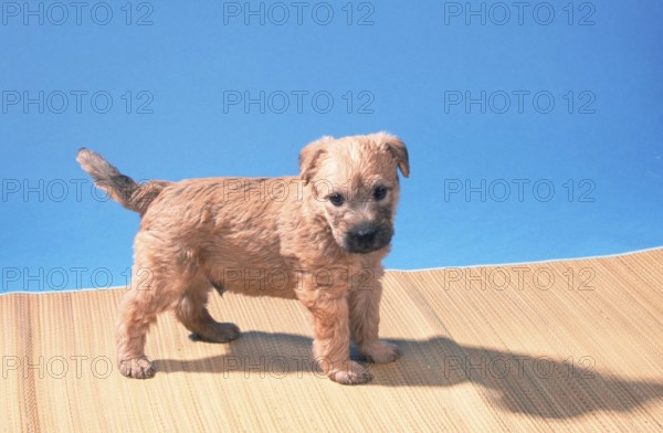Irish Soft Coated Wheaten Terrier, puppy, 5 weeks old, mammals, mammals, animals, domestic dog,