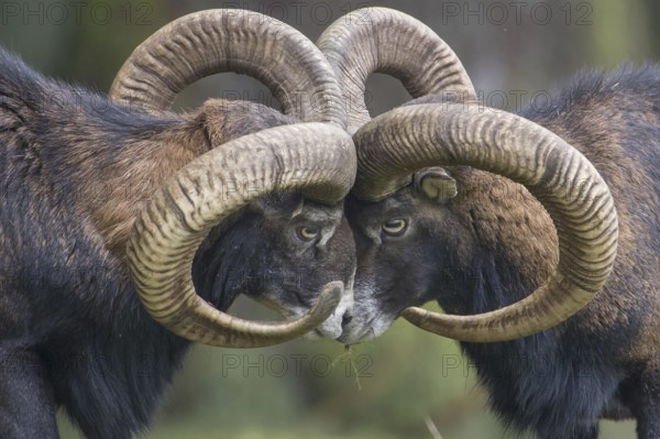 Mouflon (Ovis orientalis)