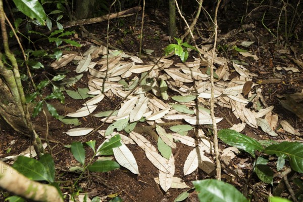 Tooth-billed bowerbird (Scenopoeetes dentirostris), courtship arena, Atherton Tablelands,