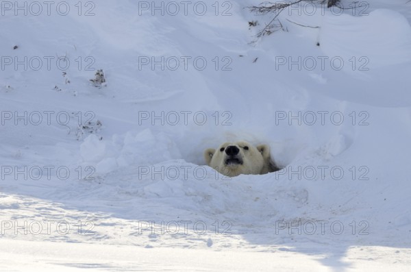 Polar bear (Ursus maritimus) looking out of cave, Wapusk National Park, Churchill, Manitoba