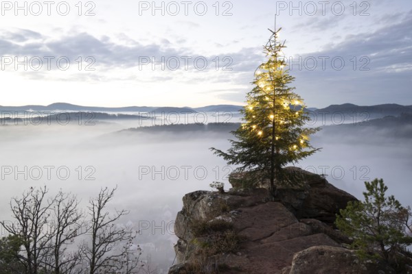 Exhilarating sunrise at the Wachtfelsen. Magical morning mist, clouds and a Christmas tree in the