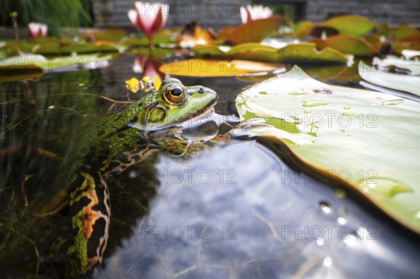 Green frog (Rana esculenta), lurking on white water lily (Nymphaea alba) for insects as prey, North