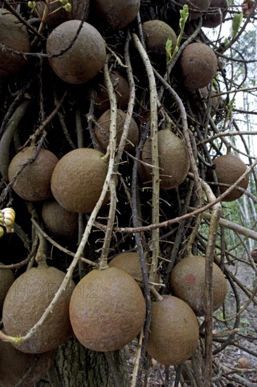 Cannonball Tree (couroupita guianensis), potted fruit tree family, Tarapan Canonball Tree, Irinoco