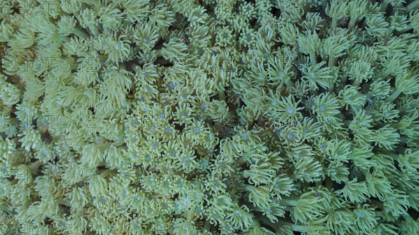 Close-up, Colonies of Flowerpot coral or Anemone coral (Goniopora columna) . Coral polyps feed by