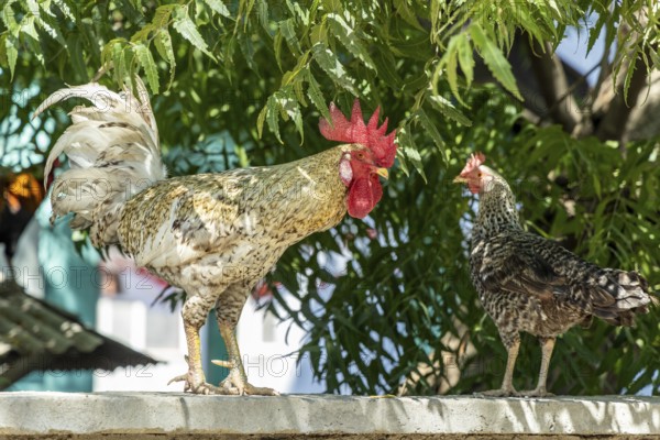 Domestic fowl, cock and hen, Gili Trawangan, Lombok, West Nusa Tenggara, Indonesia, Southeast Asia,