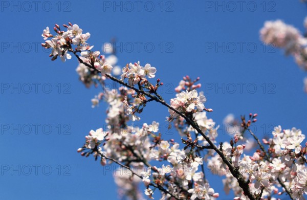 Prunus × yedoensis (Prunus x yedoensis), Yoshino cherry, blossoms, rose family, Rosaceae,