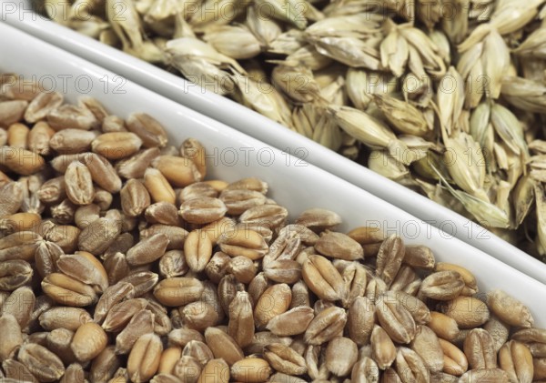 WHEAT GRAINS FOR FLOUR