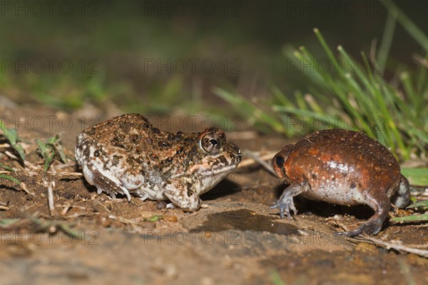 Tremolo Sand Frog, juvenile, and Bushveld Rain Frog, juvenile, blown up for defence, Hidden Valley,