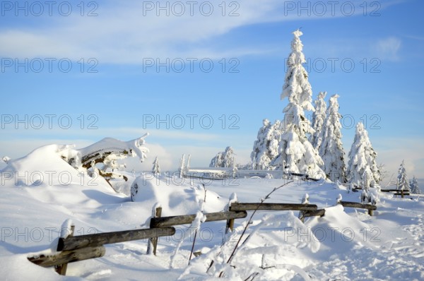 Black Forest, Black Forest in winter, spruce forest, Black Forest High Road, snowy landscape, at