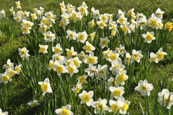 Daffodils flowering in spring in the meadow, yellow daffodil (narcissus pseudonarcissus), daffodil,