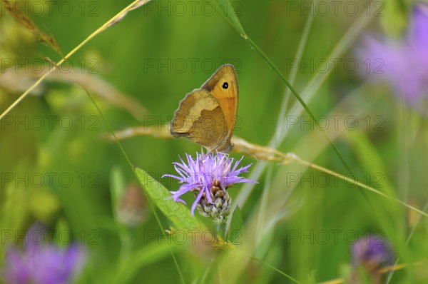 Fockenblume small hay butterfly on flower, meadow knapweed brown knapweed (Centaurea jacea), danube