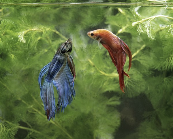Fighting (betta splendens) Fish, Pair