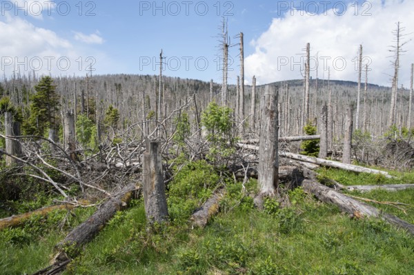 Spruce monoculture, standing and lying dead spruces after bark beetle infestation at the Brocken,