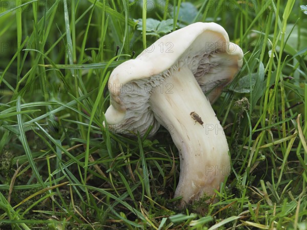 commonly known as St. George's mushroom (Calocybe gambosa), is an edible mushroom that grows mainly